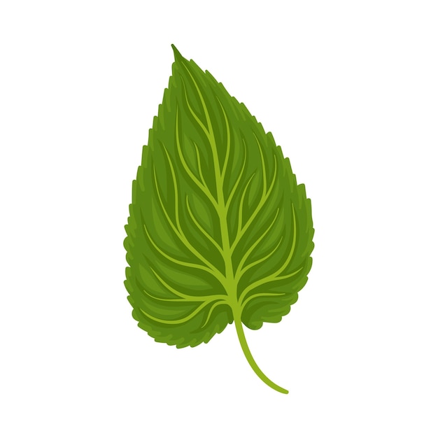 Один ярко-зеленый лист подсолнечника или любого другого растения, изогнутый в центре композиции, иллюстрация мультфильма, изолированная на белом фоне