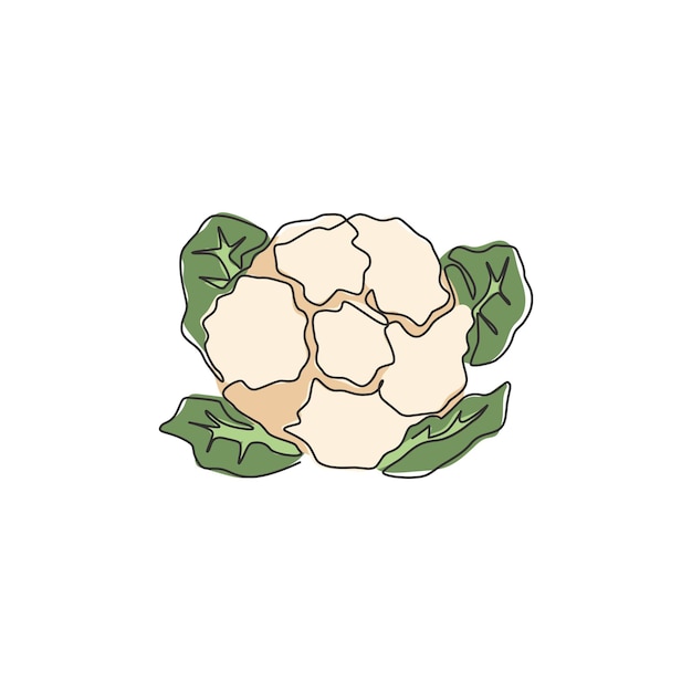 Vector single continuous line drawing of organic cauliflower for a logo fresh vegetable icon illustration
