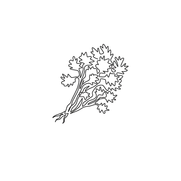 Vector single continuous line drawing of tied bunch healthy organic coriander leaf fresh cilantro vector