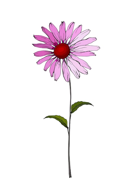 Single Flower Echinacea Purpurea on stem with green leaves.