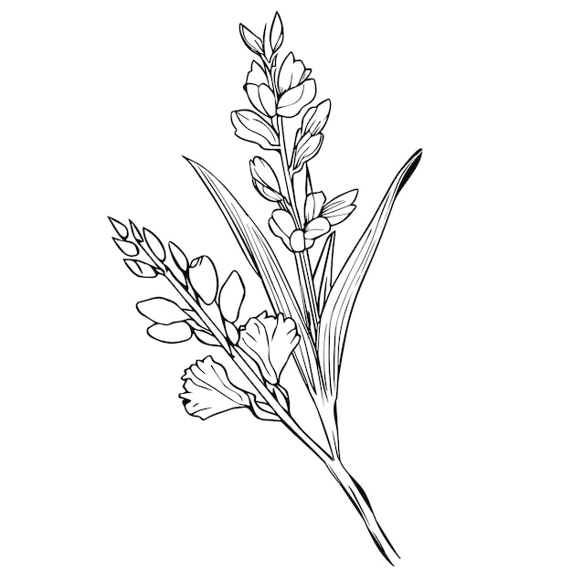 Vector single gladiolus flower drawing sketch gladiolus flower drawing tatouage glacier minimaliste