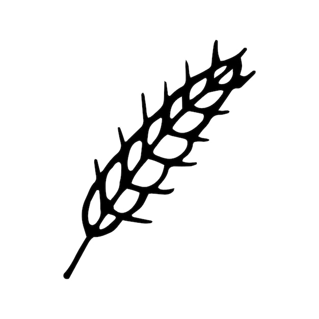 Single hand drawn wheat for autumn decoration. Doodle vector illustration. Isolated on white background