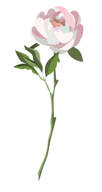 Single lush white peony on a stem with leaves isolated on white background