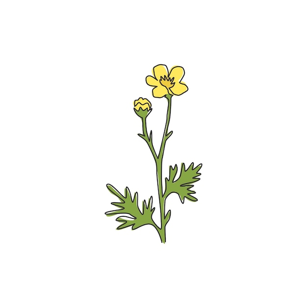 Single one line drawing of beauty ranunculus for a logo Buttercup flower design vector illustration