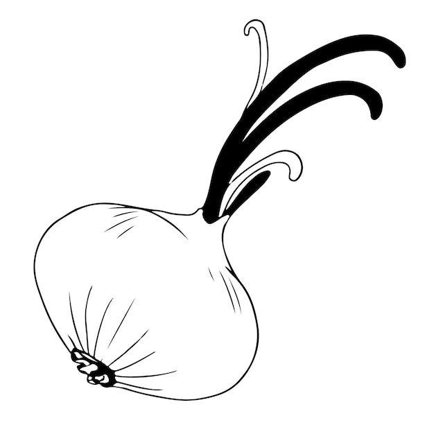 Single onion with leaves sketch, black outline on white background