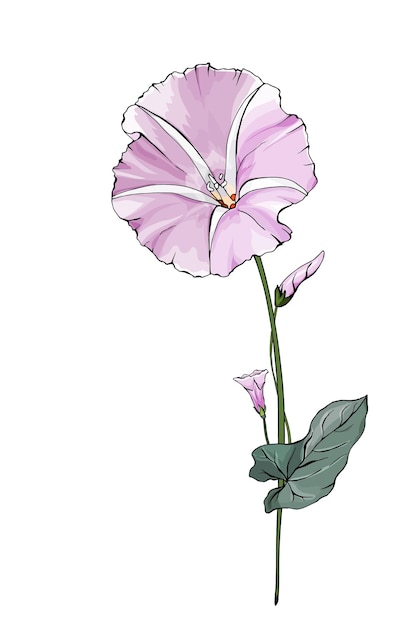 Single pale violet flower bindweed on stems with green leaves.