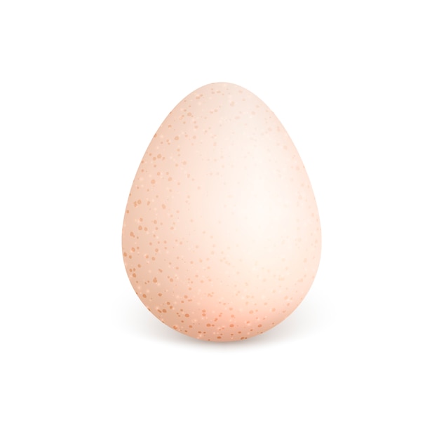 Vector single realistic animal egg. chicken egg isolated on white background.  illustration.