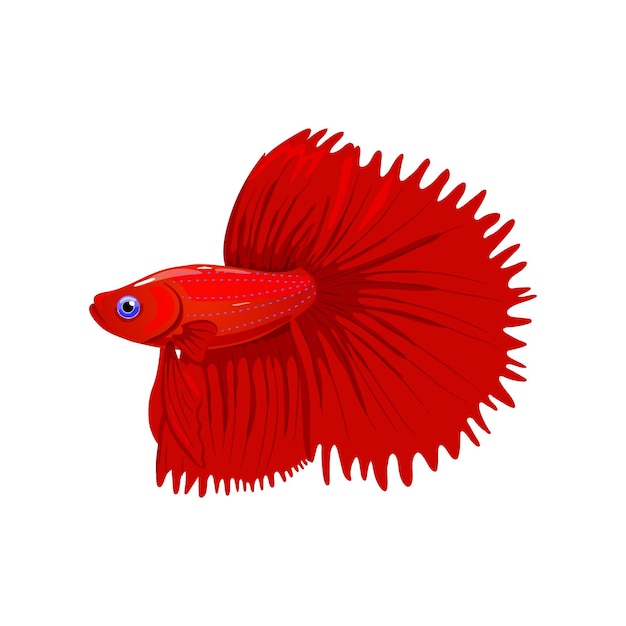 Pesce betta rosso singolo isolato su sfondo bianco illustrazione vettoriale pesci da combattimento d'acquario