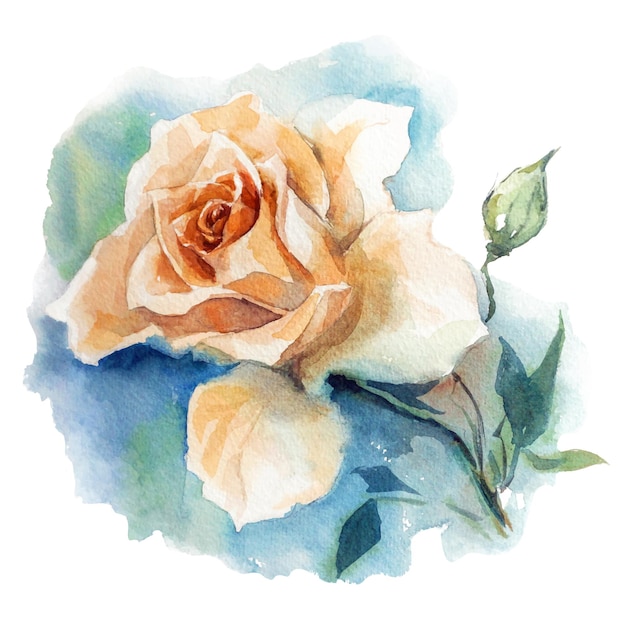 Акварельные иллюстрации одной розы