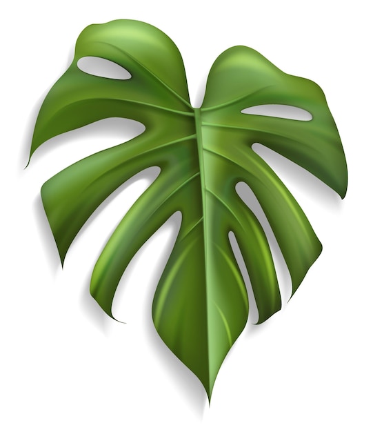 Одиночный тропический лист Монстера Растение изолировано на белом фоне Векторная иллюстрация