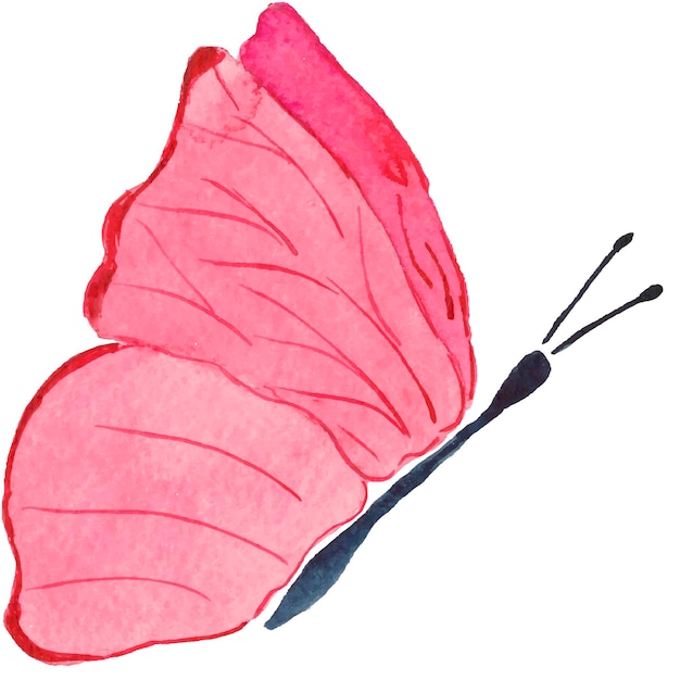 Vettore una singola farfalla dell'acquerello. illustrazione disegnata a mano
