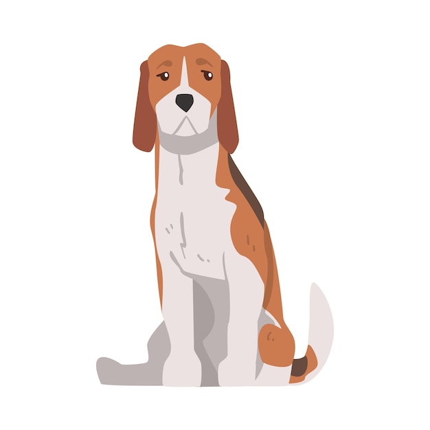 sitting beagle dog pet animal hunting dog with brown white coat and long ears beagle cartoon vector illustration