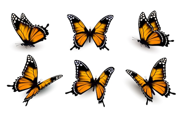 Vector six butterflies set