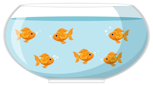 Six goldfish in the bowl