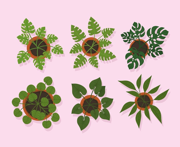 六棵植物在盆子上