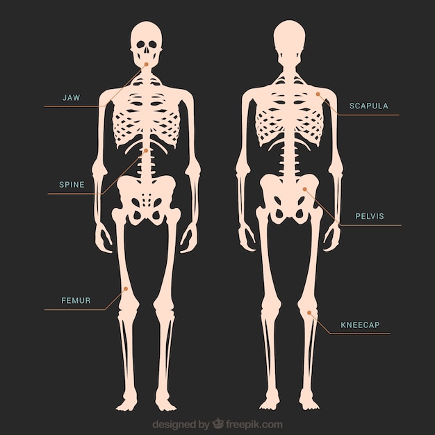 Vector skelet illustratie