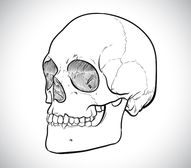 Skelet lijntekening van menselijk hoofd