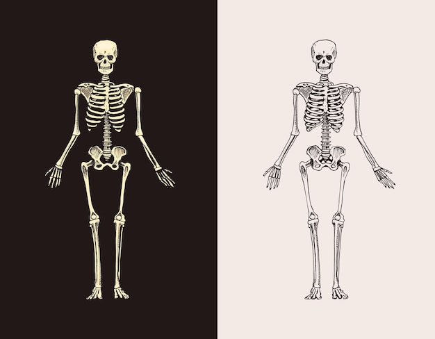 Skelet silhouet menselijke biologie anatomie illustratie gegraveerde hand getekend in oude schets en vintage