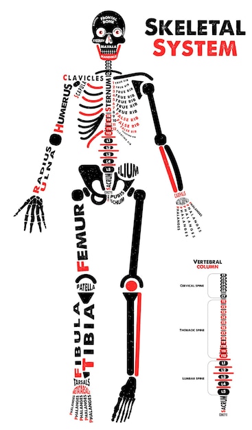 Skeletal System Poster. Didactic Board of Anatomy of Human Bony System. Vector Illustration.