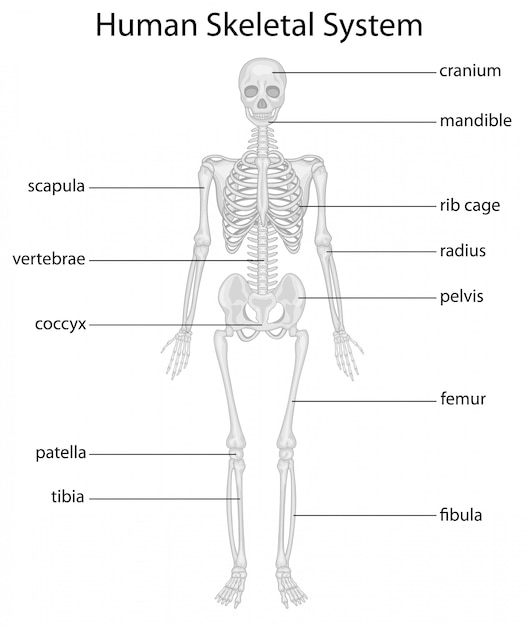 Vector skeletal system