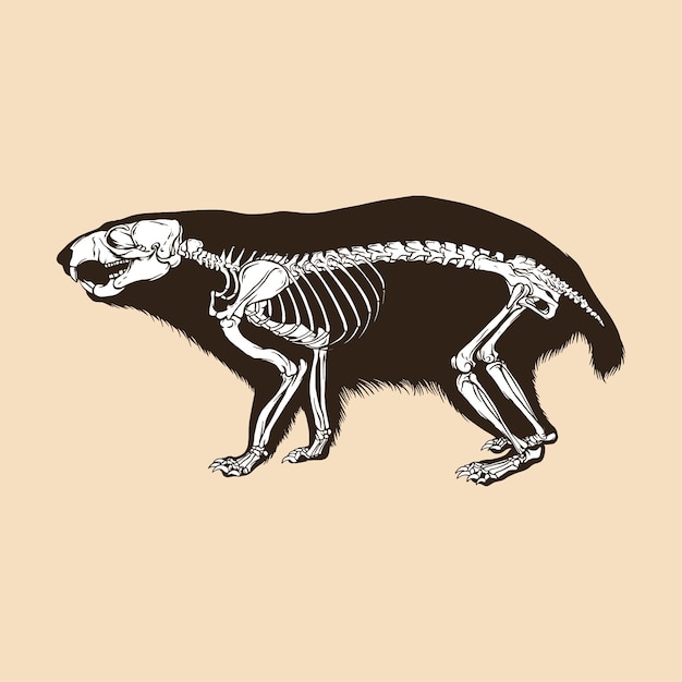 Illustrazione vettoriale di scheletro marmotta alpina