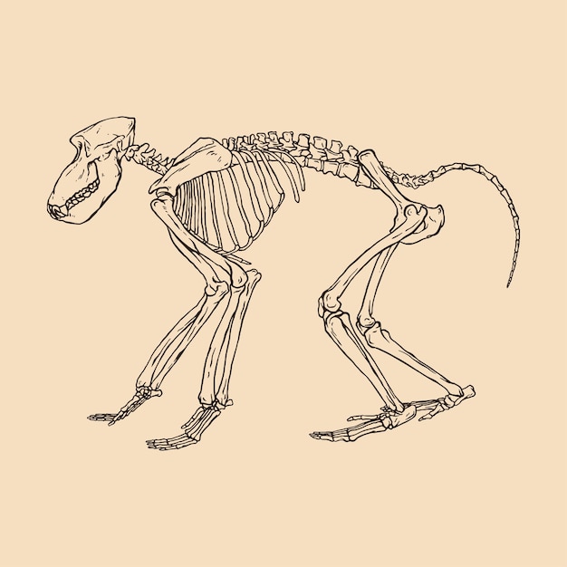 Vector skeleton black baboon vector illustration