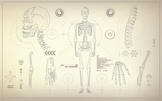 Skeleton blueprint