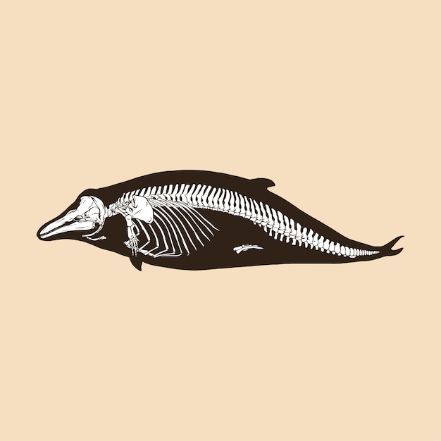 Skeleton bottlenose dolphin vector illustration