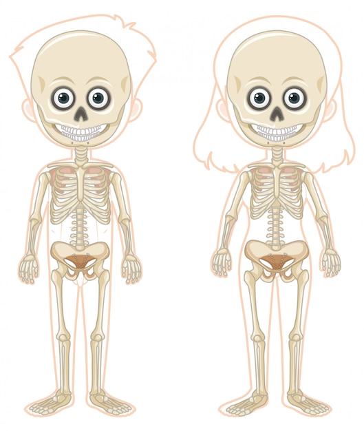 Vector skeleton of a boy and girl