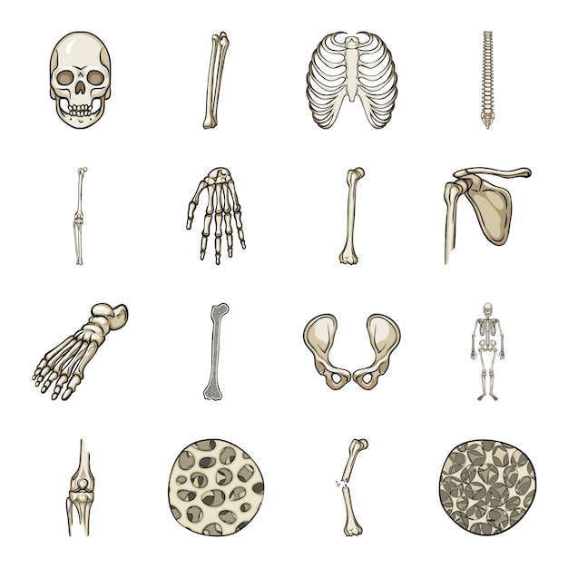 Vector skeleton cartoon icon set