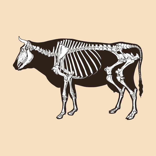 Vettore illustrazione vettoriale di scheletro di mucca