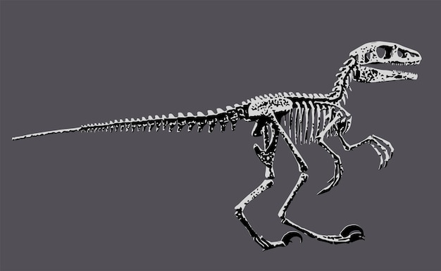 Vector a skeleton of a dinosaur with the word dinosaur on it.