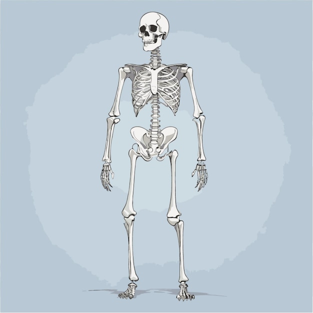 Skeleton drawing vector on a white background