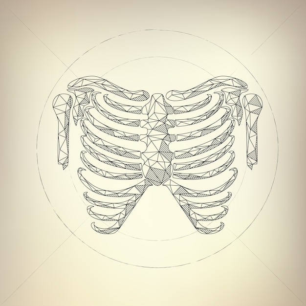 Vector skeleton drawing