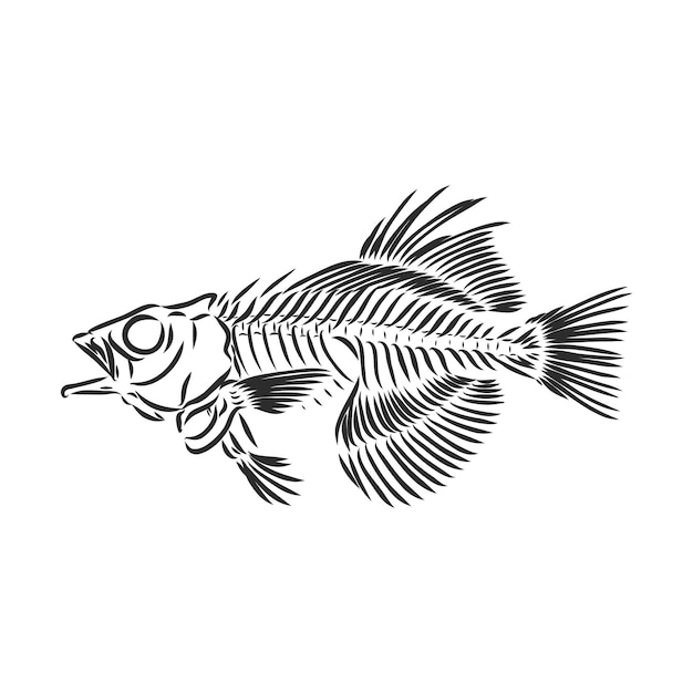 Vettore scheletro di pesce. schizzo. scheletro di un pesce preistorico disegno vettoriale illustrazione