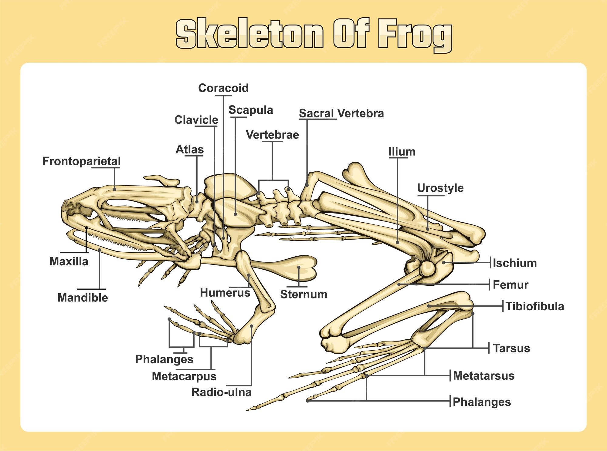 Premium Vector | Skeleton of a frog vector
