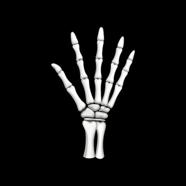 Skeleton hand gesture isolated vector open palm