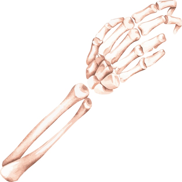 Скелет руки Акварельная иллюстрация