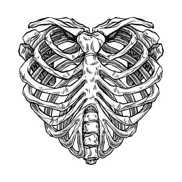 Illustrazione della gabbia toracica a forma di cuore di scheletro