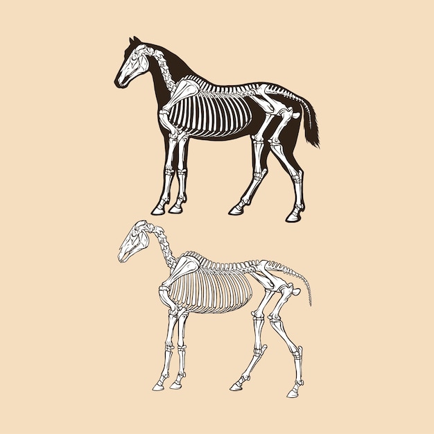 スケルトン馬ベクトル イラスト動物