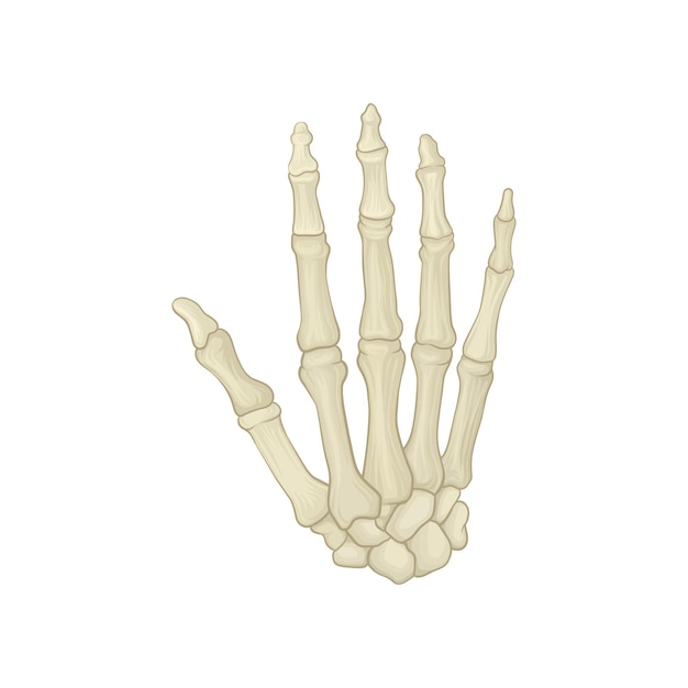 Vector skeleton of human hand carpal bones metacarpals and phalanges graphic design element for placard anatomical or medical book detailed flat vector icon