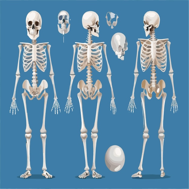 Vector skeleton illustration vector