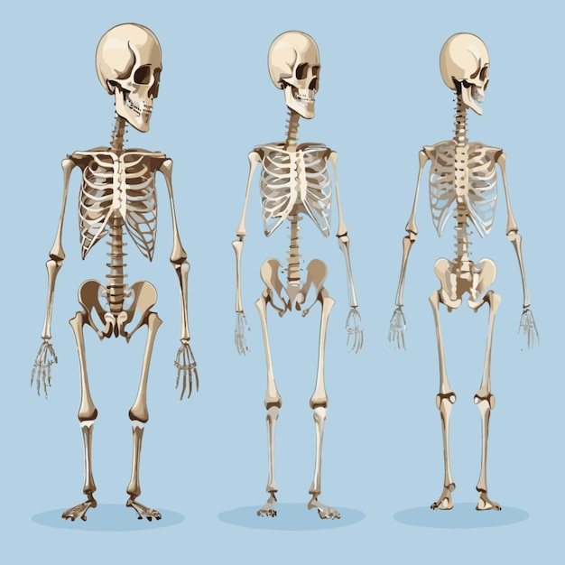 Premium Vector | Skeleton illustration vector