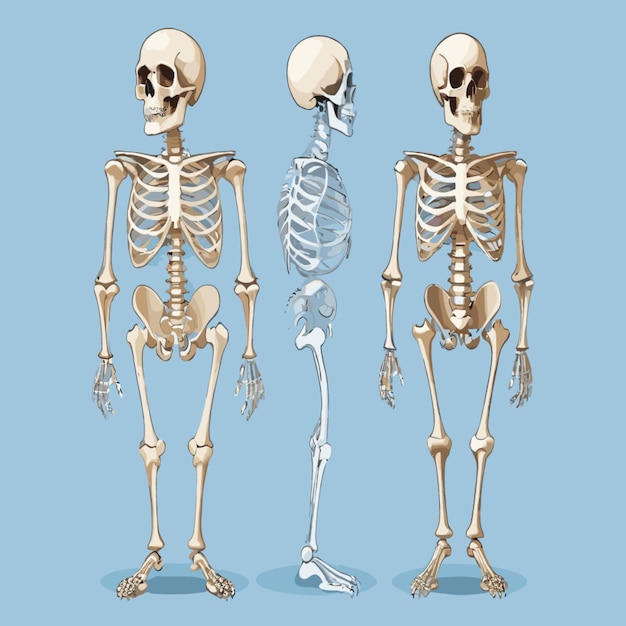 Vector skeleton illustration vector