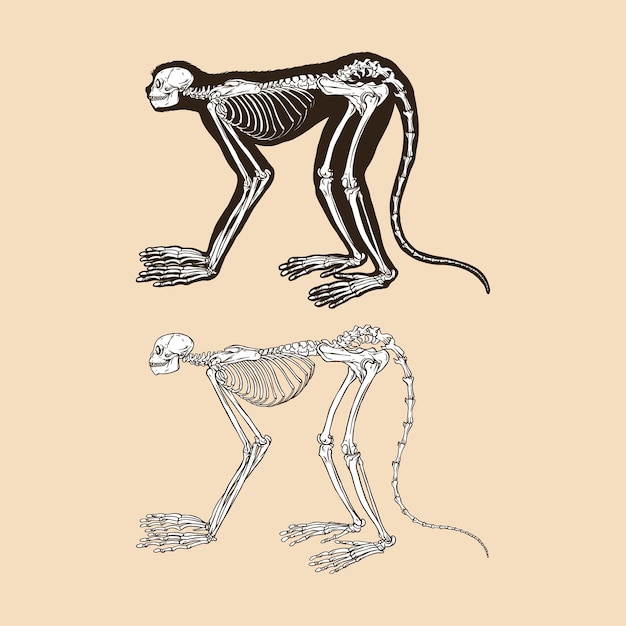 Векторная иллюстрация скелета обезьяны