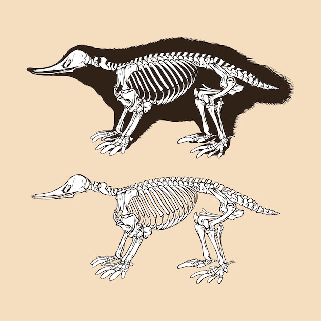 해골 monotremata 벡터 일러스트 레이 션 동물