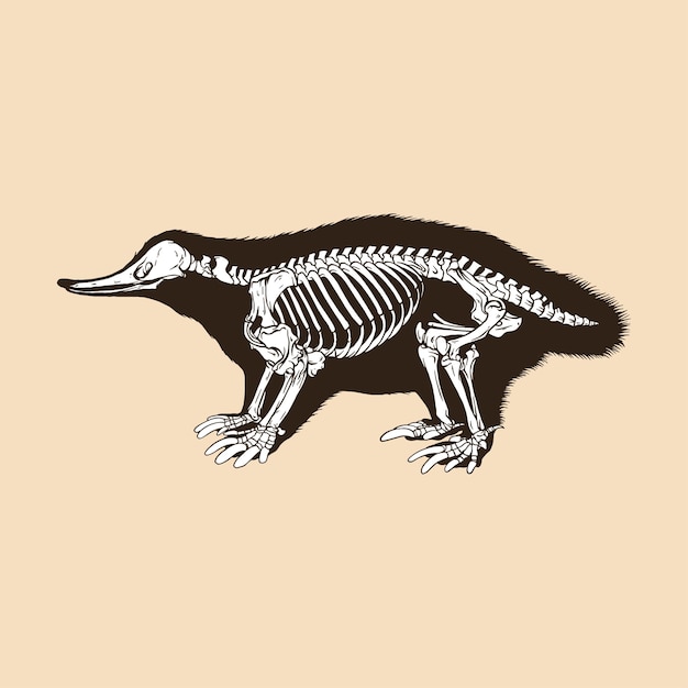 Skeleton monotremata vector illustration