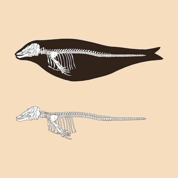 Skeleton narwhal female vector illustration animal