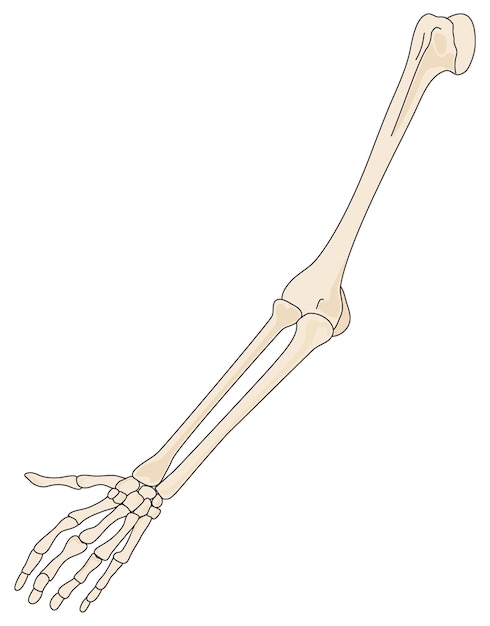 ベクトル 腕と手の骨格