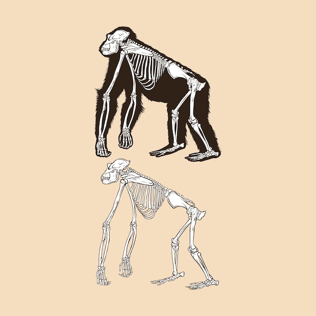 Skeleton orangutan vector illustration animal